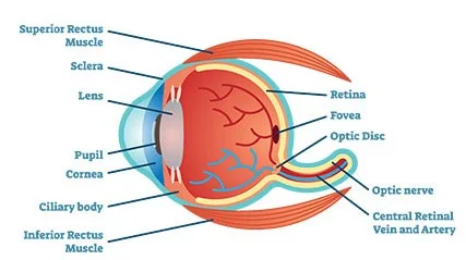 Diabetic_Retinopathy